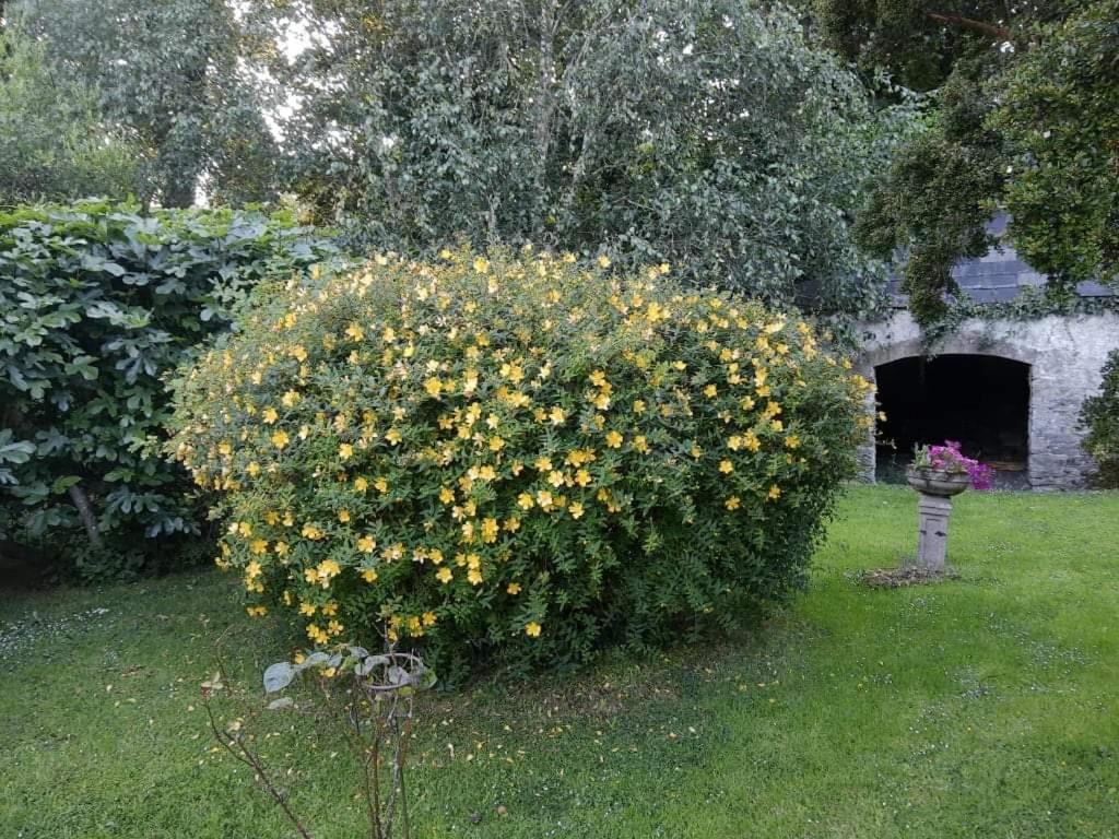 Kilmahon House, P25A973 Panzió Shanagarry Kültér fotó